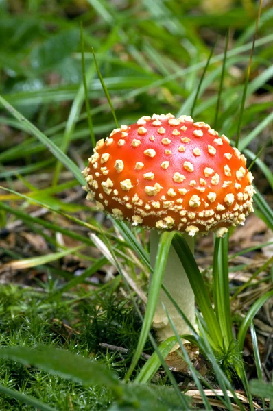 stock image Fly agaric