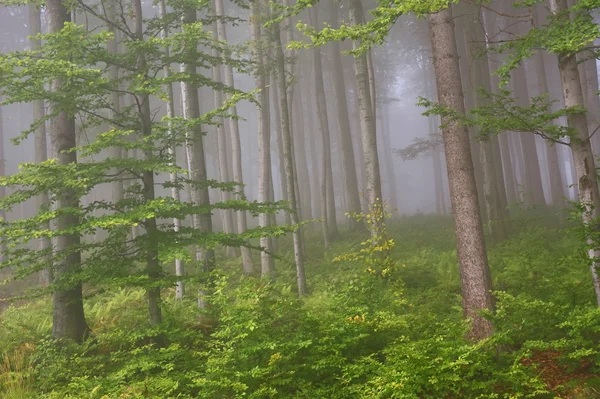 Горный лес — стоковое фото