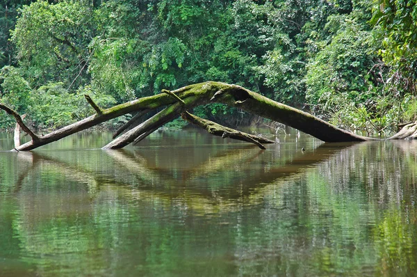 stock image River in West Africa