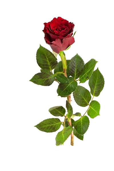 stock image Red rose