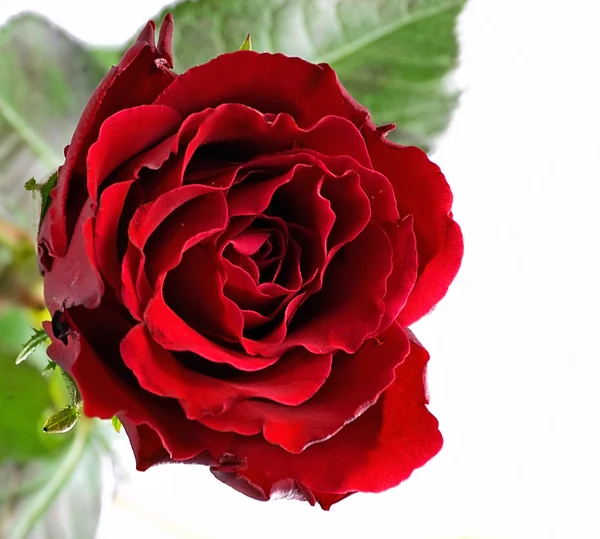 Červená růže Stock Obrázky