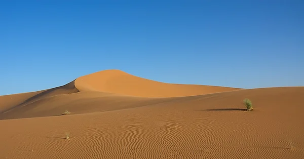 Saharaöknen Stockbild
