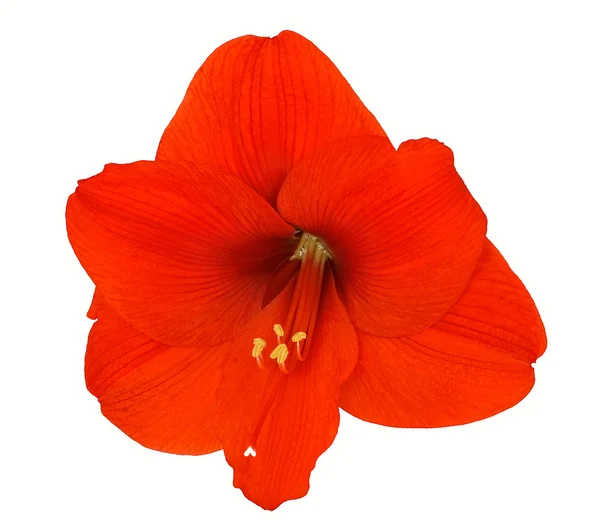 Červená amaryllis Royalty Free Stock Obrázky