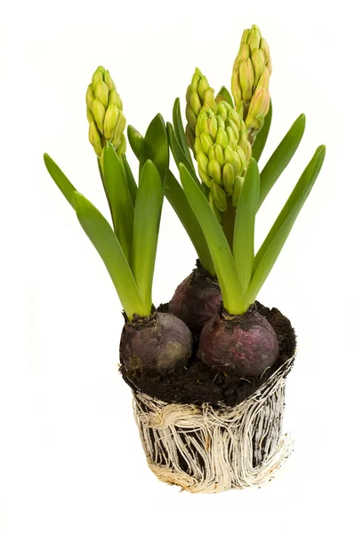 Hyacinth buds Stock Image