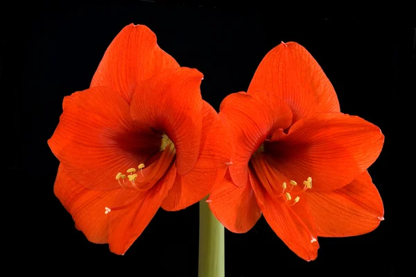 Κόκκινα amaryllis Royalty Free Φωτογραφίες Αρχείου