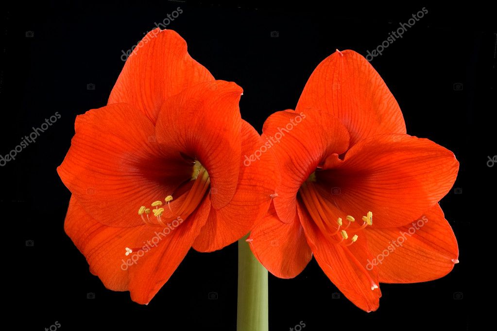 Amarilis rojo fotos de stock, imágenes de Amarilis rojo sin royalties |  Depositphotos
