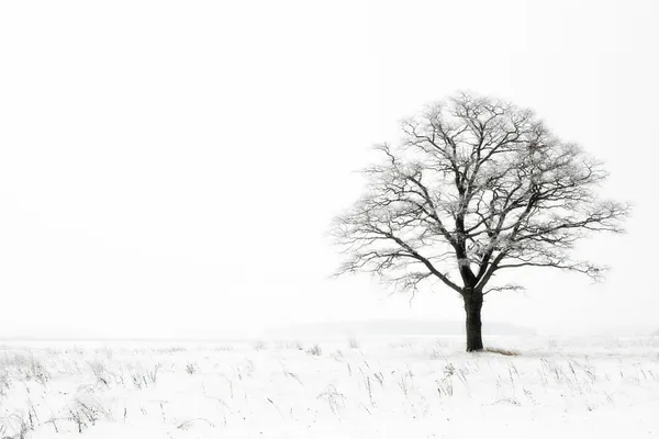 Wintereinsamkeit — Stockfoto
