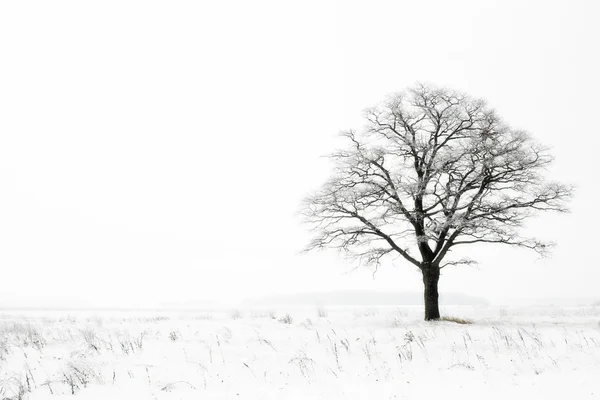 Winter eenzaamheid Stockafbeelding