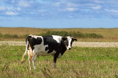 Dairy cow clipart