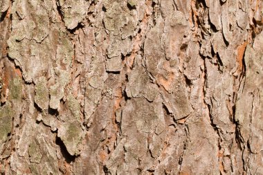 Pine bark texture clipart