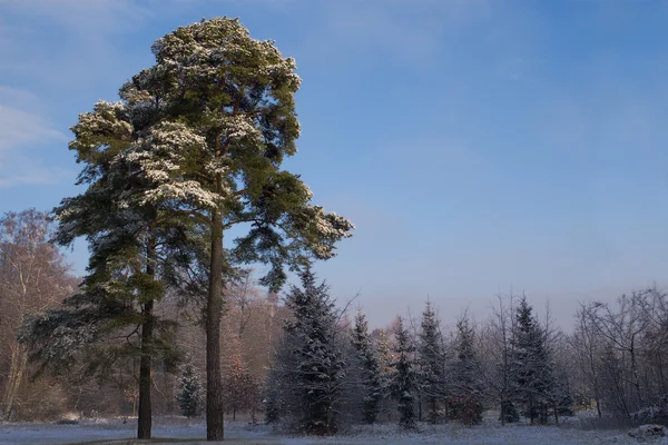 Sneeuw overdekte bos rand — Stockfoto