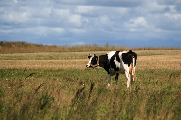 Vache sur le pâturage — Photo