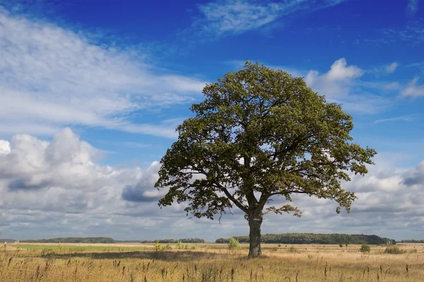 stock image Summer loneliness