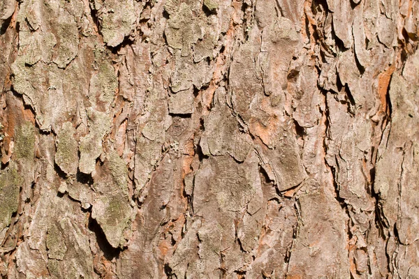 stock image Pine bark texture