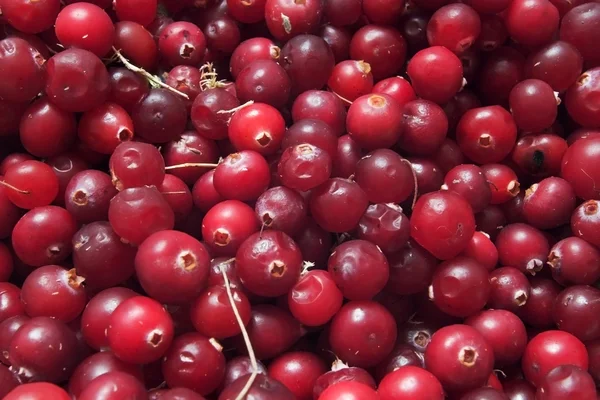 Cranberry texture — Stock Photo, Image