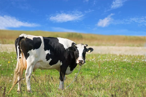 Geflickte Kuh auf der Weide Stockbild