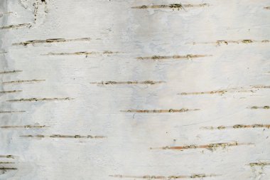 Birch bark texture clipart