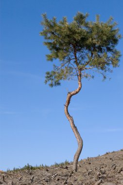 Yalnız çam ağacı orman yangın hayatta kaldı.