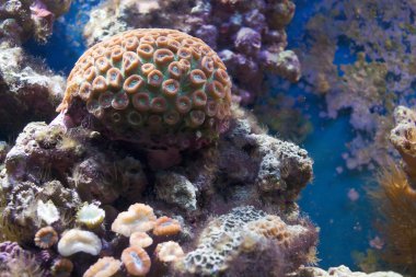 mercan resif doğal