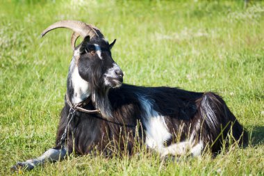 Domestic goat on the grass clipart