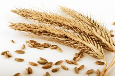 Ripe wheat ears clipart