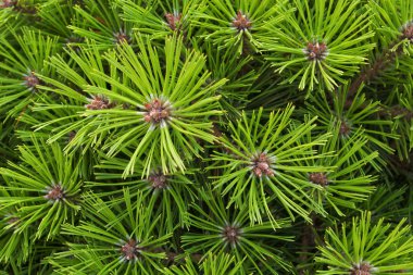 Pine needles background clipart