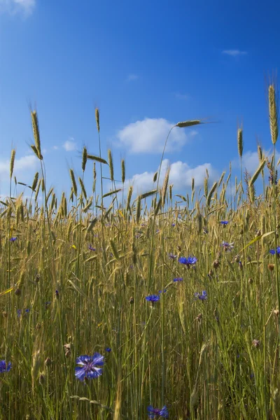 Rye field with cornflowers — Stock Photo, Image