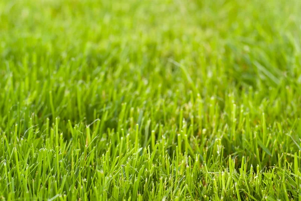 Freshly mowed lawn — Stock Photo, Image