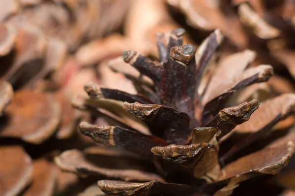 Textura de conos de pino — Foto de Stock
