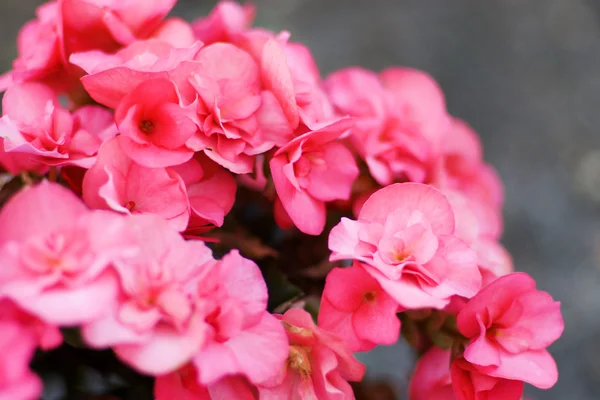 Begonia rosa — Fotografia de Stock