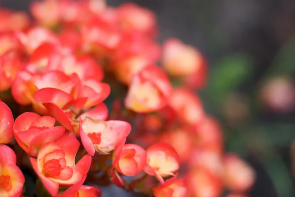 Begonia rosa e amarela — Fotografia de Stock