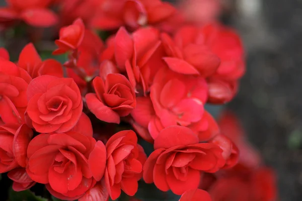 Red begonias — Stock Photo, Image
