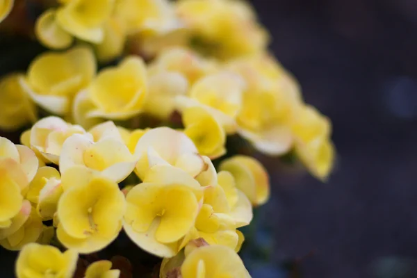 stock image Yellow begonia