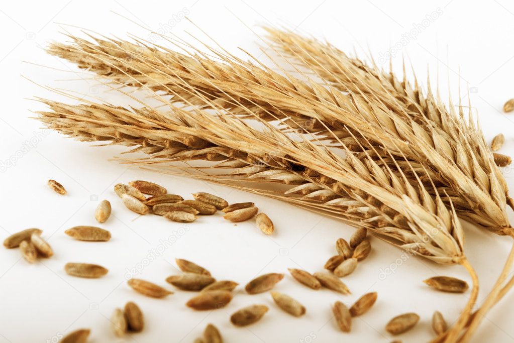 Ripe wheat ears