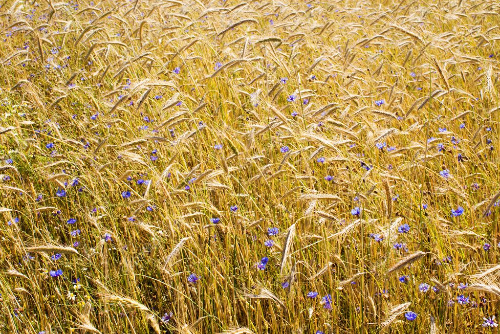 Corn field background — Stock Photo © spe_dep #2167412