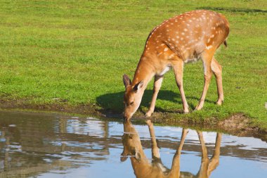 Female deer drinking clipart