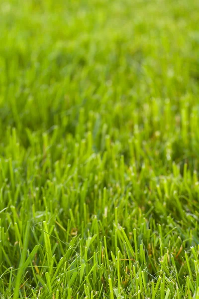 Vertical lawn texture — Stock Photo, Image