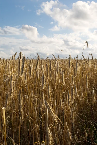 Campo de maíz vista —  Fotos de Stock