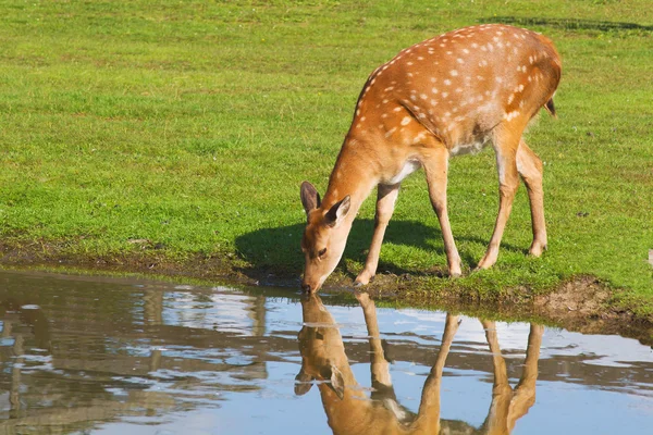 Female deer drinking — Stock Photo, Image