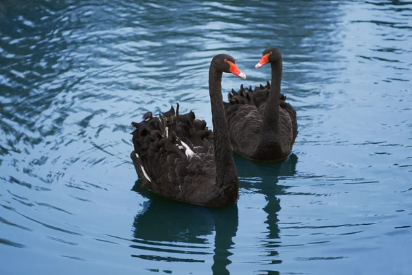 Cisnes negros — Foto de Stock