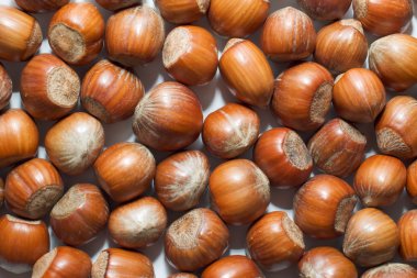 Hazelnut background clipart