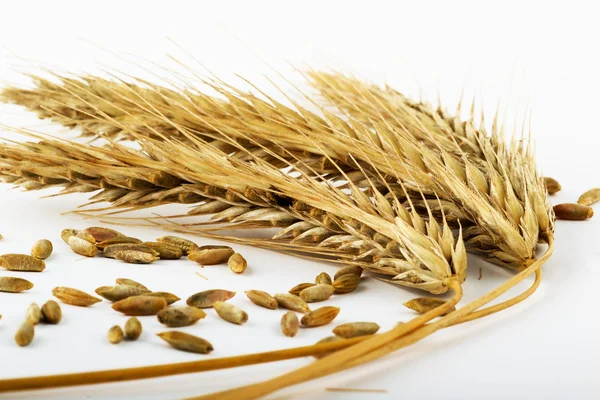 Ripe wheat — Stock Photo, Image