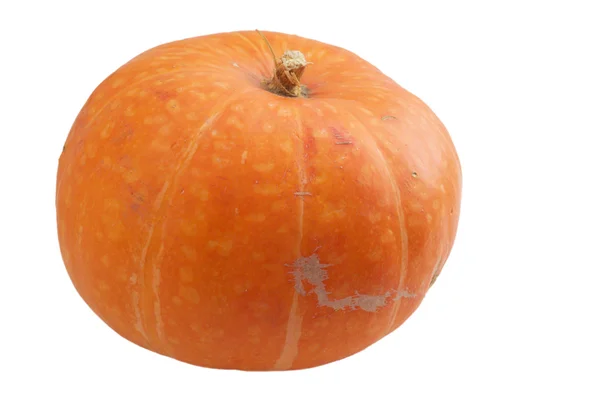 Pumpkin on white — Stock Photo, Image