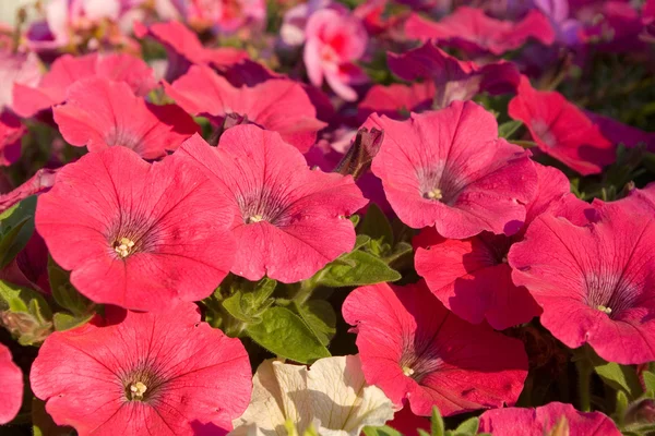 stock image Red petunias