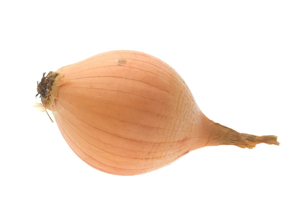 stock image Onion on white