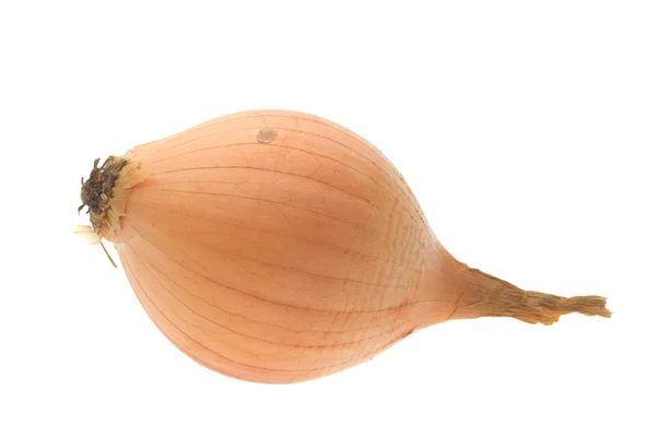 Onion on white Stock Photo