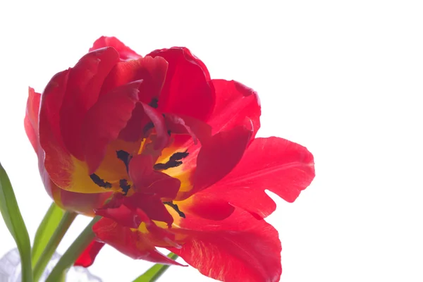 Tulipe rouge — Photo