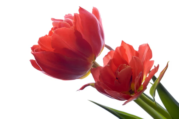 stock image Red tulips on white