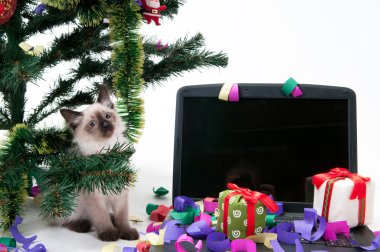 yavru kedi ve Noel ağacı altında laptop