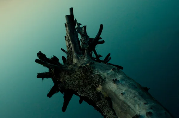 Wurzeln des umgeknickten Baumes — Stockfoto